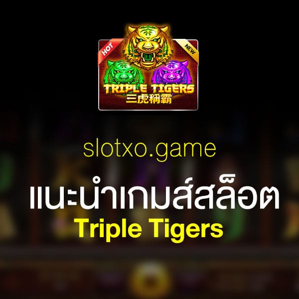 แนะนำ Triple Tigers