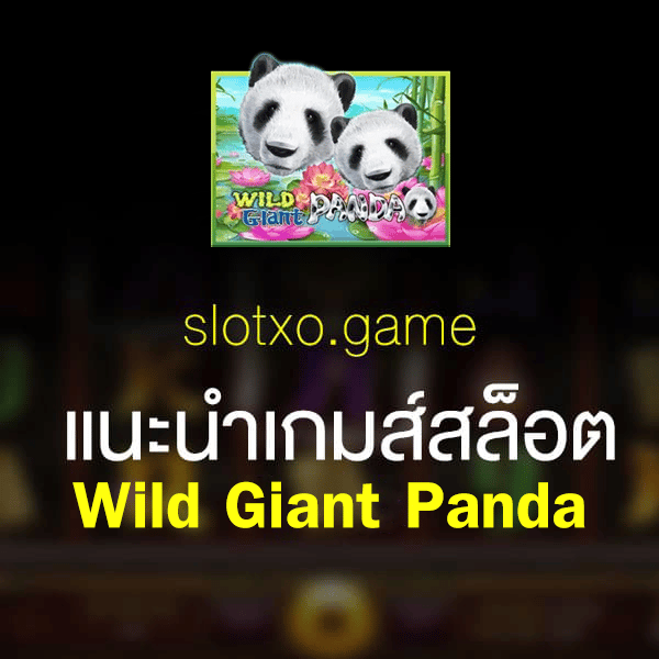 wild giant panda